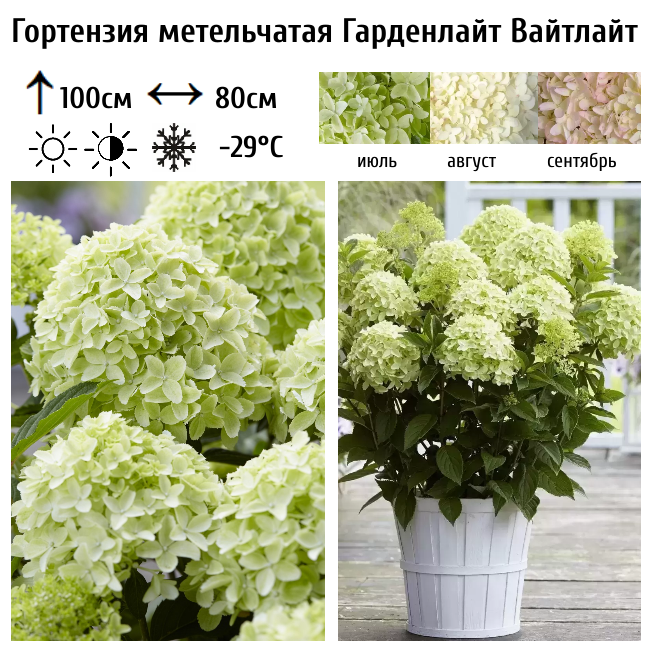 Основное изображение товара