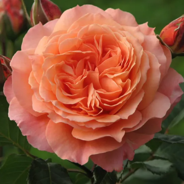 Основное изображение товара