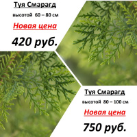 Скидки на туи Смарагд высотой 60-80 см  и  80-100 см