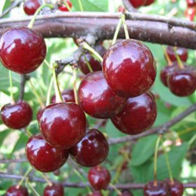 Вишня Десертная Морозовой (ранний сорт)