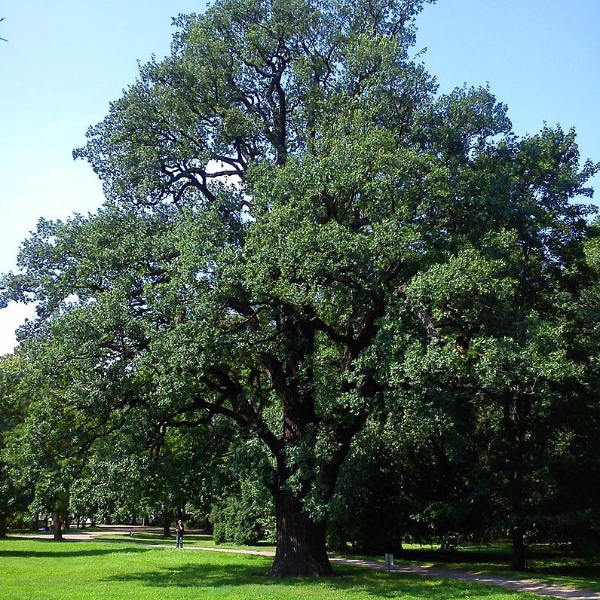 Основное изображение товара