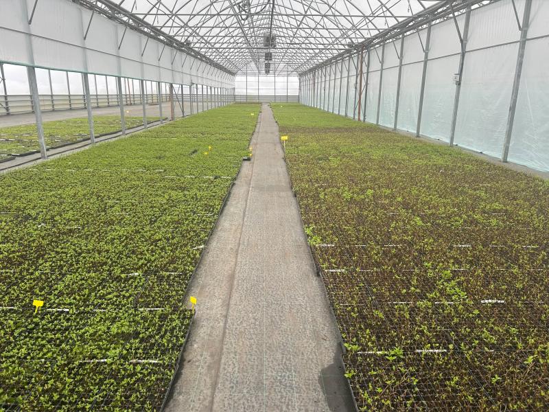 Весна в наших теплицах