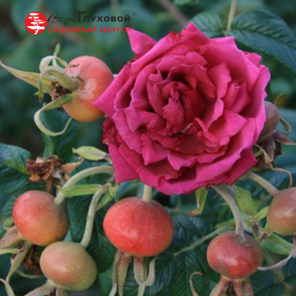 Основное изображение товара