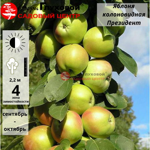 Основное изображение товара