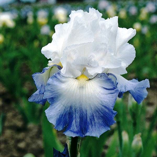 Ирисы Кайе Ирисы Кайе