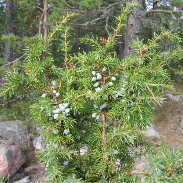 Можжевельник Пфитцера "Пфитцериана Ауреа" (можжевельник китайский "Пфитцериана Ауреа" ) Juniperus x