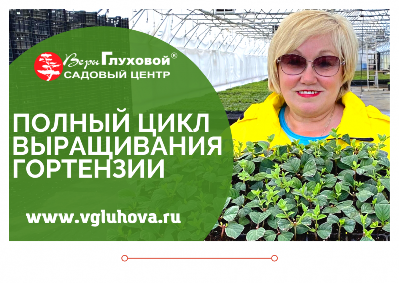 Полный цикл выращивания гортензии ВИДЕО