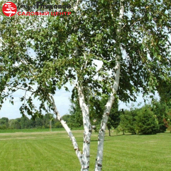 Основное изображение товара