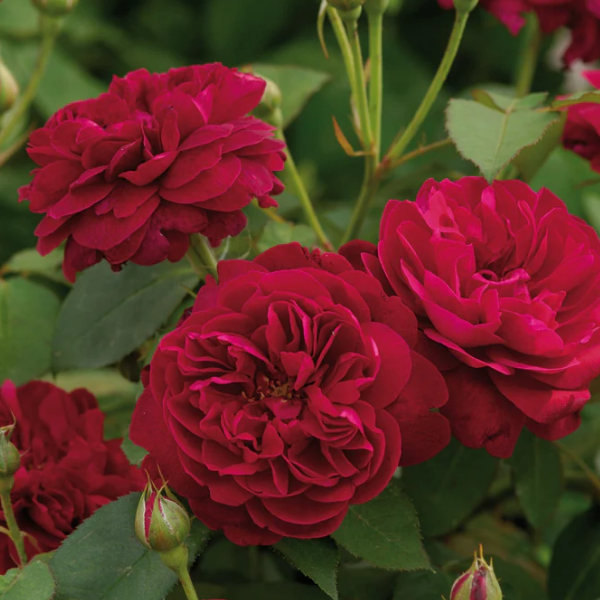 Основное изображение товара