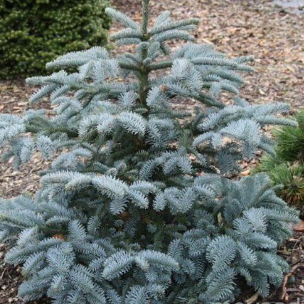 Основное изображение товара