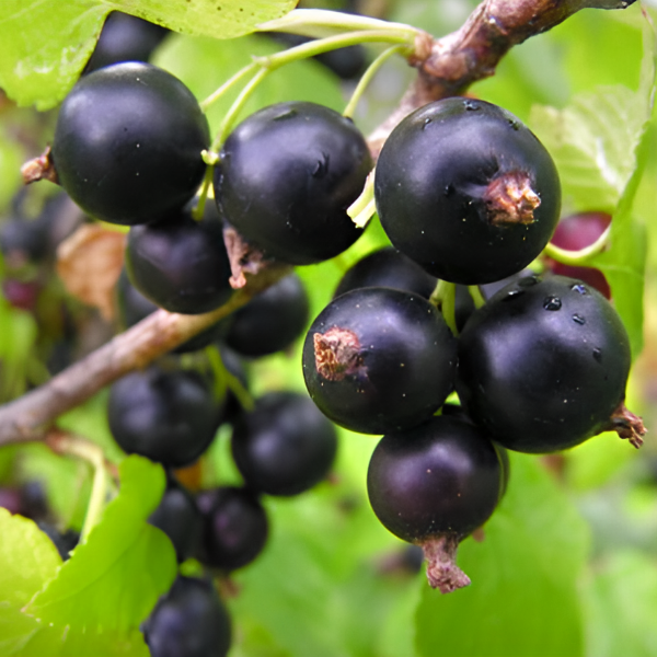 Рисунок 245.jpg