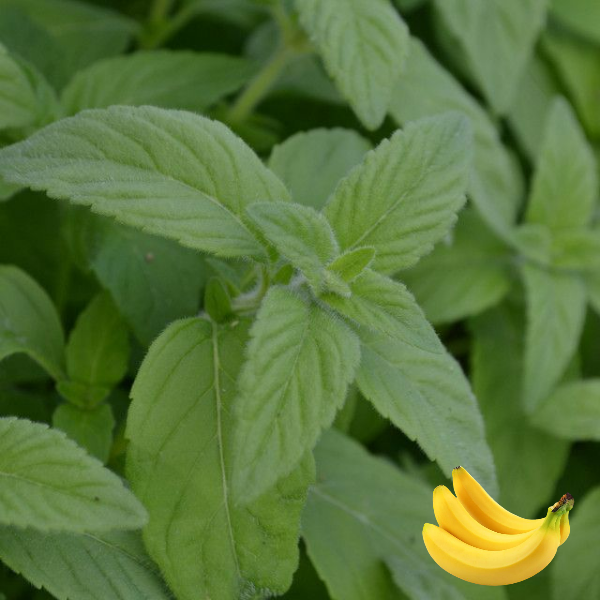 Основное изображение товара