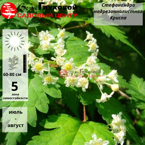 Стефанандра надрезаннолистная 