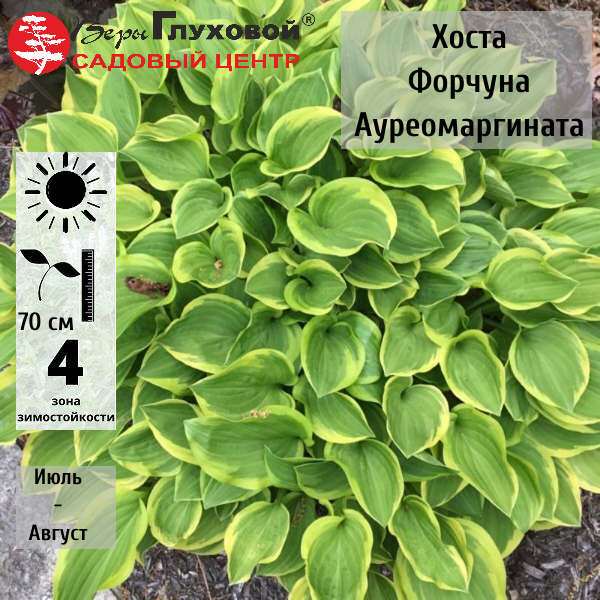 Хоста Форчуна Ауреомаргината