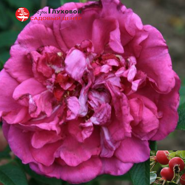 Основное изображение товара