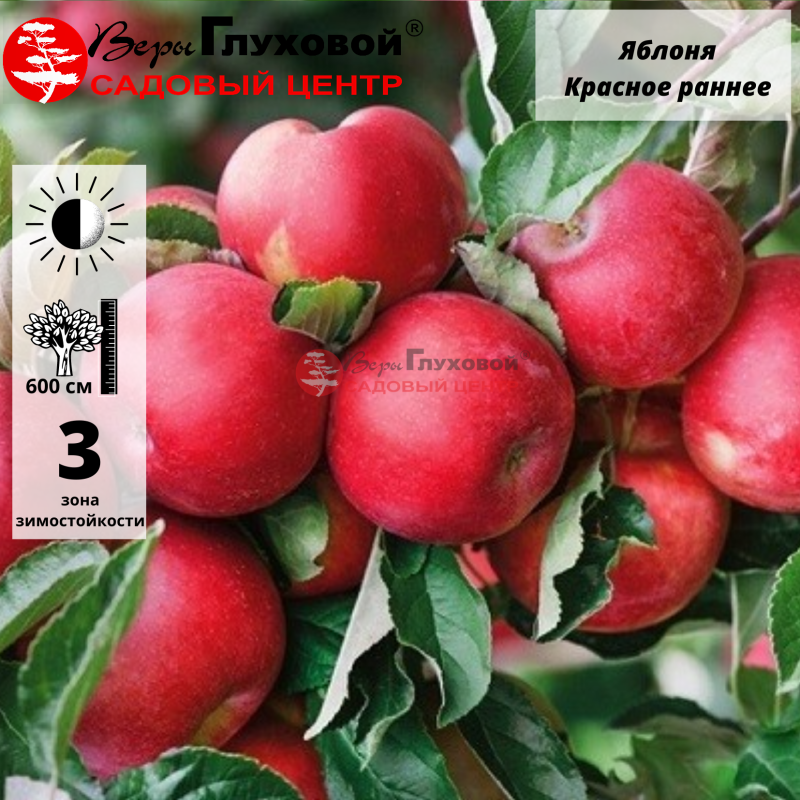 Яблоня Красное раннее (раннелетний сорт) 7-8-летка