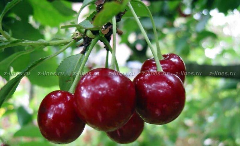 Вишня Саратовская малышка (ранний сорт)