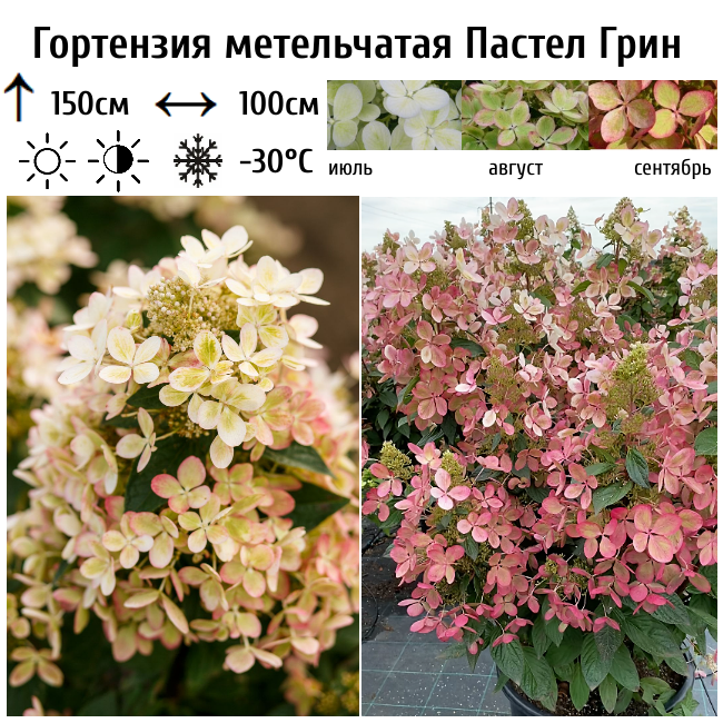 Гортензия метельчатая Пастел Грин
