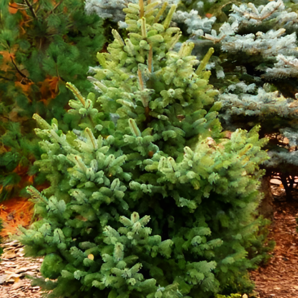 Основное изображение товара