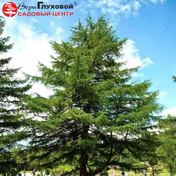 Лиственница тонкочешуйчатая