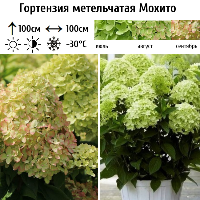 Гортензия метельчатая Мохито