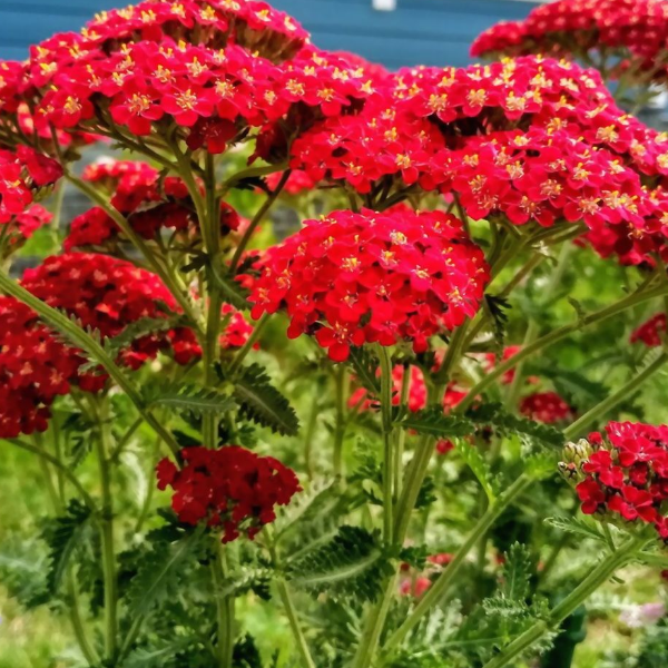 Основное изображение товара