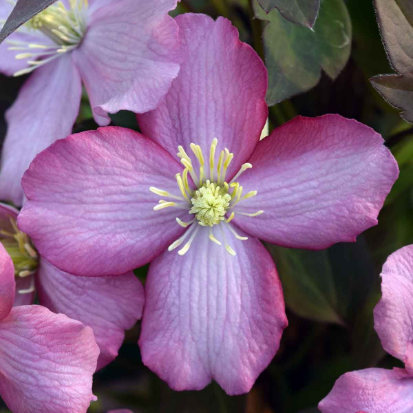 Основное изображение товара