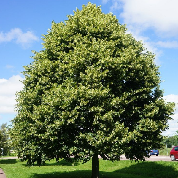 Основное изображение товара