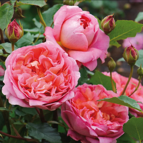 Роза флорибунда Д. Остин Boscobel