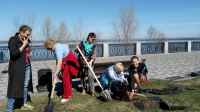 Посадка гортензий на набережной р. Волги