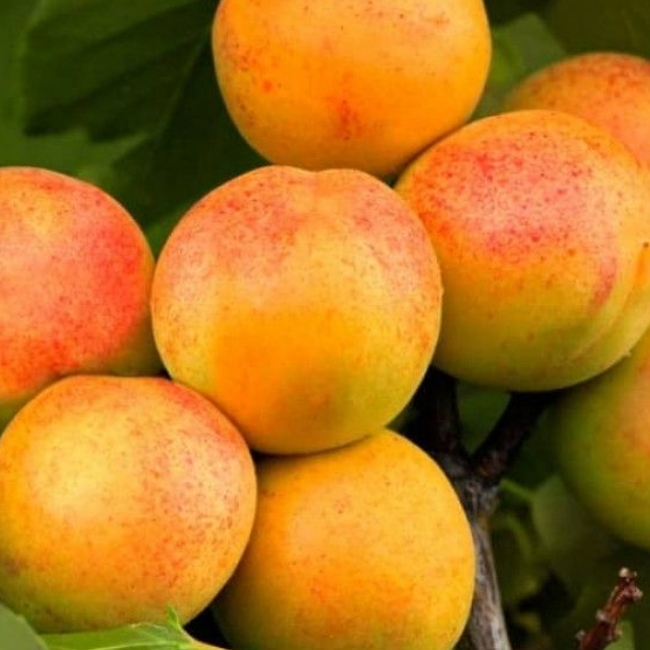 Абрикос Триумф Севера