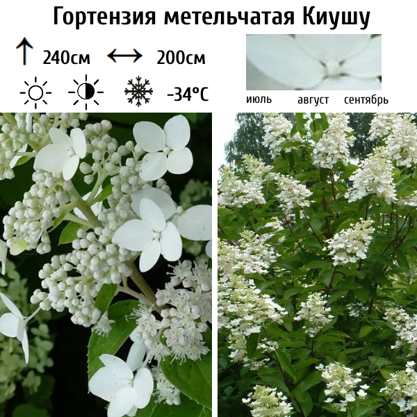 Гортензия метельчатая Киушу