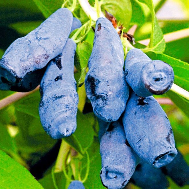 Основное изображение товара