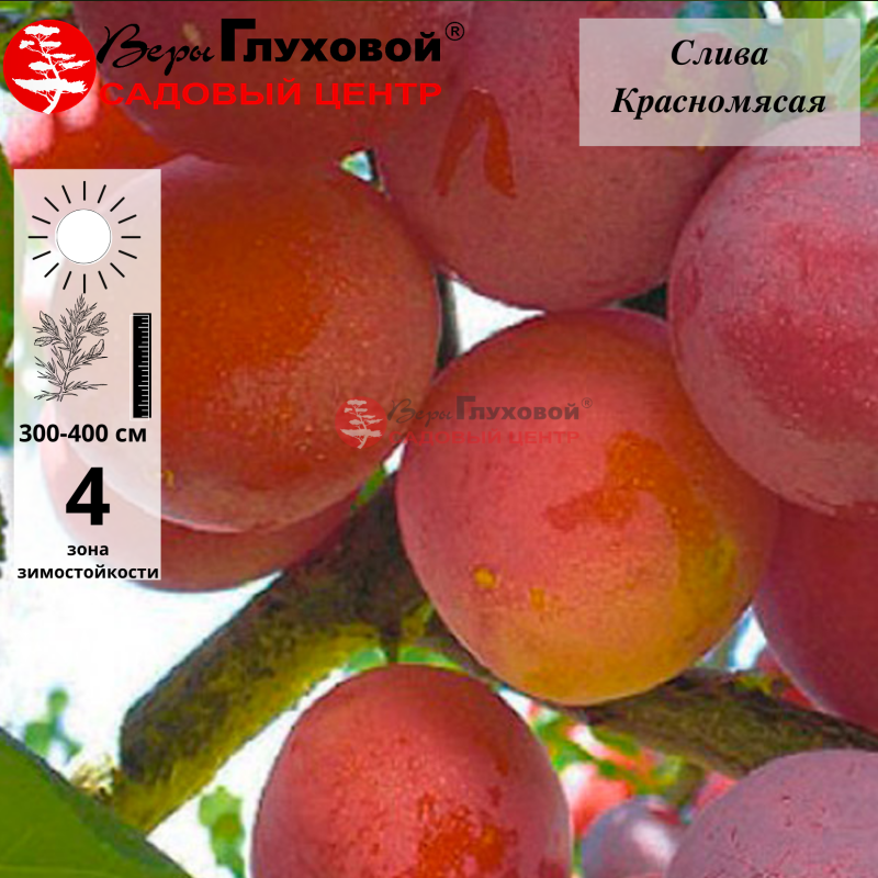 Слива Красномясая (ранний сорт)