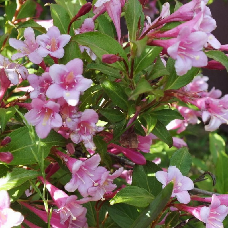 Основное изображение товара