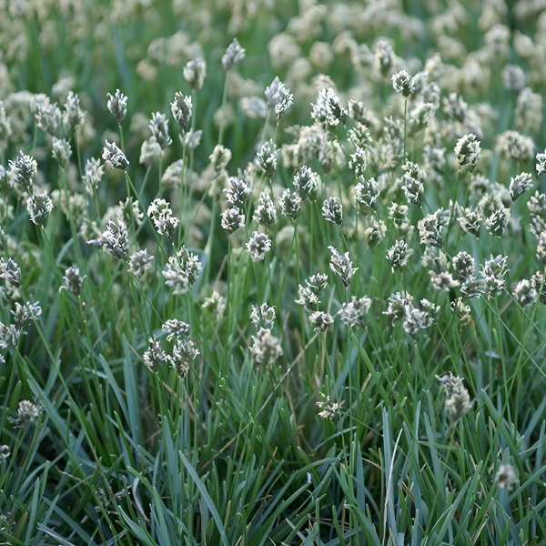 Основное изображение товара