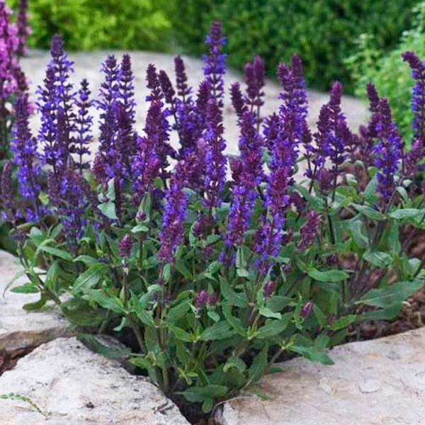 Основное изображение товара