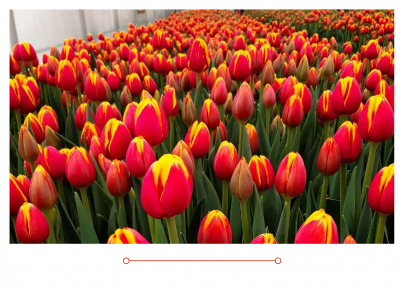 Принимаем заказы на тюльпаны