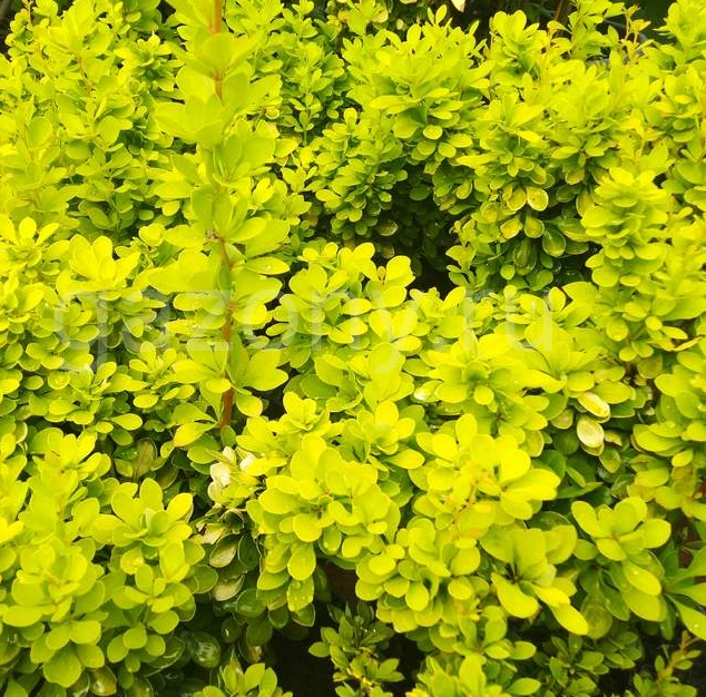 Основное изображение товара