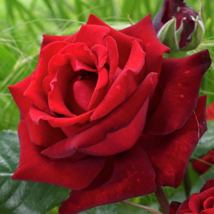 Основное изображение товара