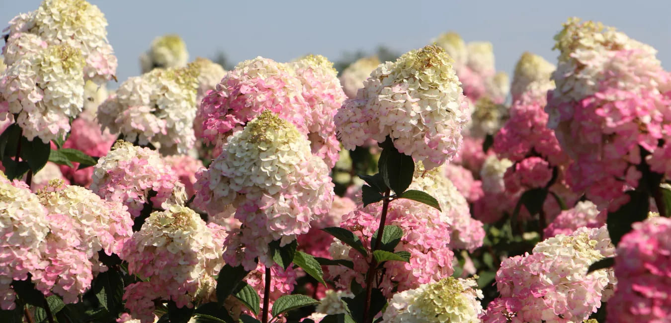 Сорт гортензии Самарская Лидия Сорт гортензии Самарская Лидия