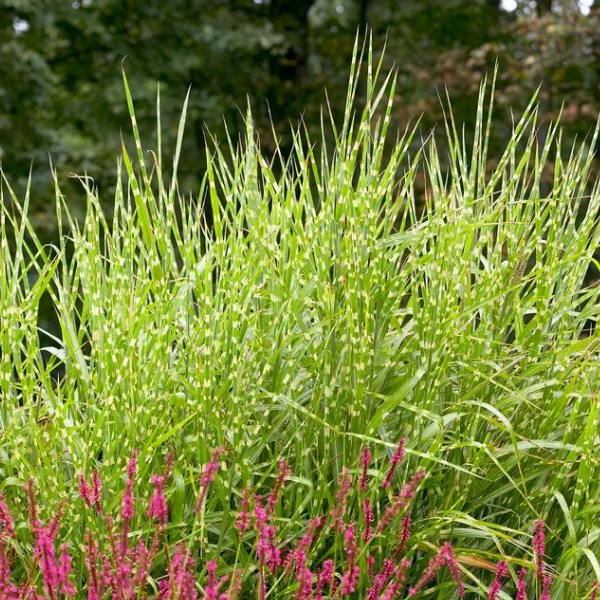 Основное изображение товара