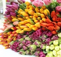 Наши первые тюльпаны, которые мы вырастили сами!