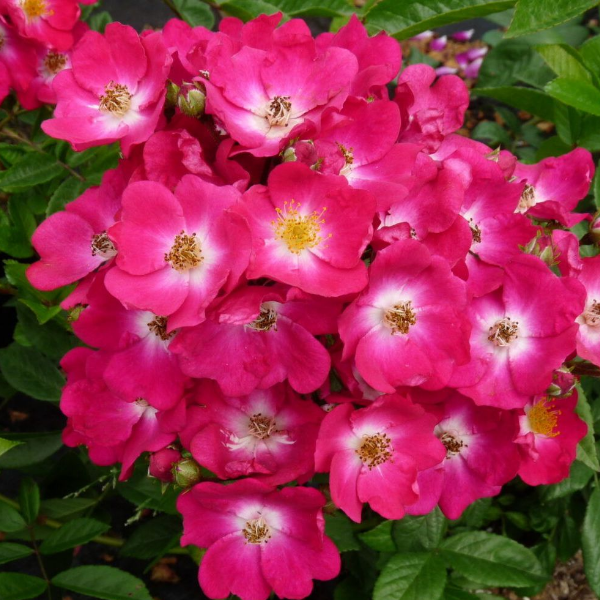 Основное изображение товара