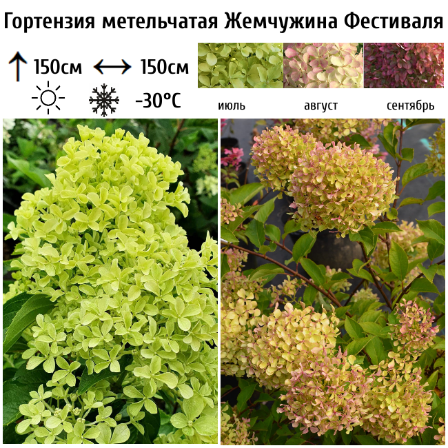 Гортензия метельчатая Жемчужина Фестиваля