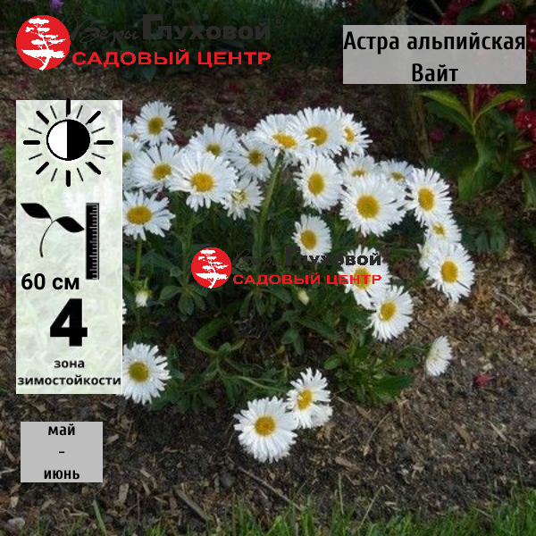 Основное изображение товара