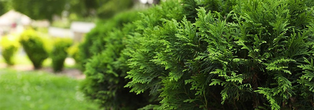 Акция «Вечнозеленый август» Акция «Вечнозеленый август»