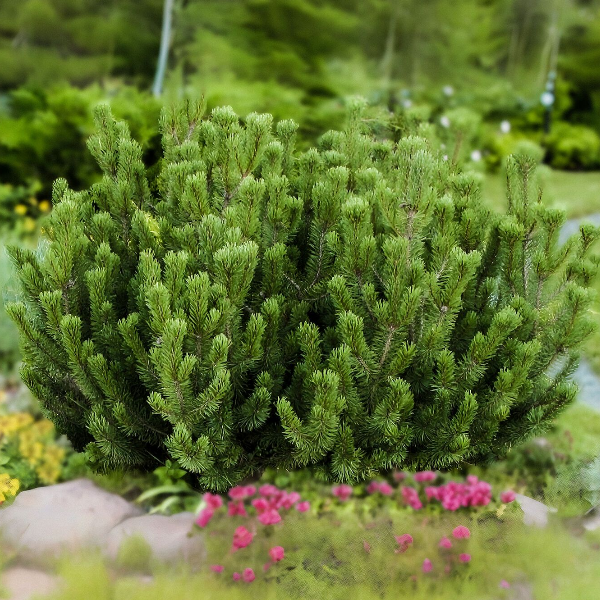 Основное изображение товара