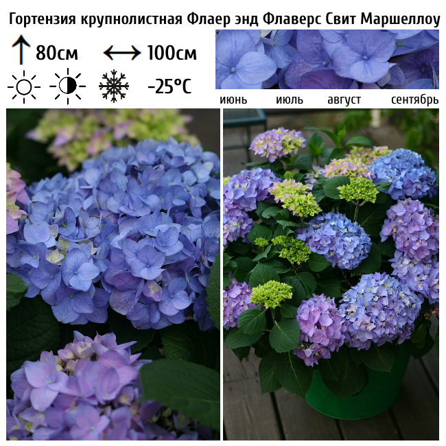 Основное изображение товара