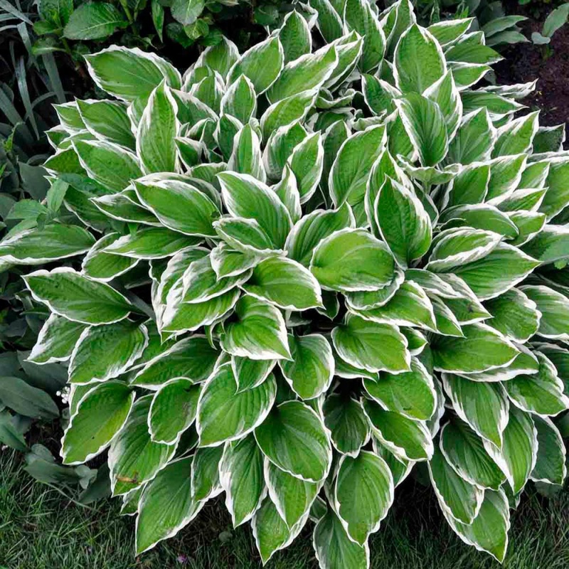 Хоста ‘Голд стандарт’ - Hosta fortunei ‘Gold standart’